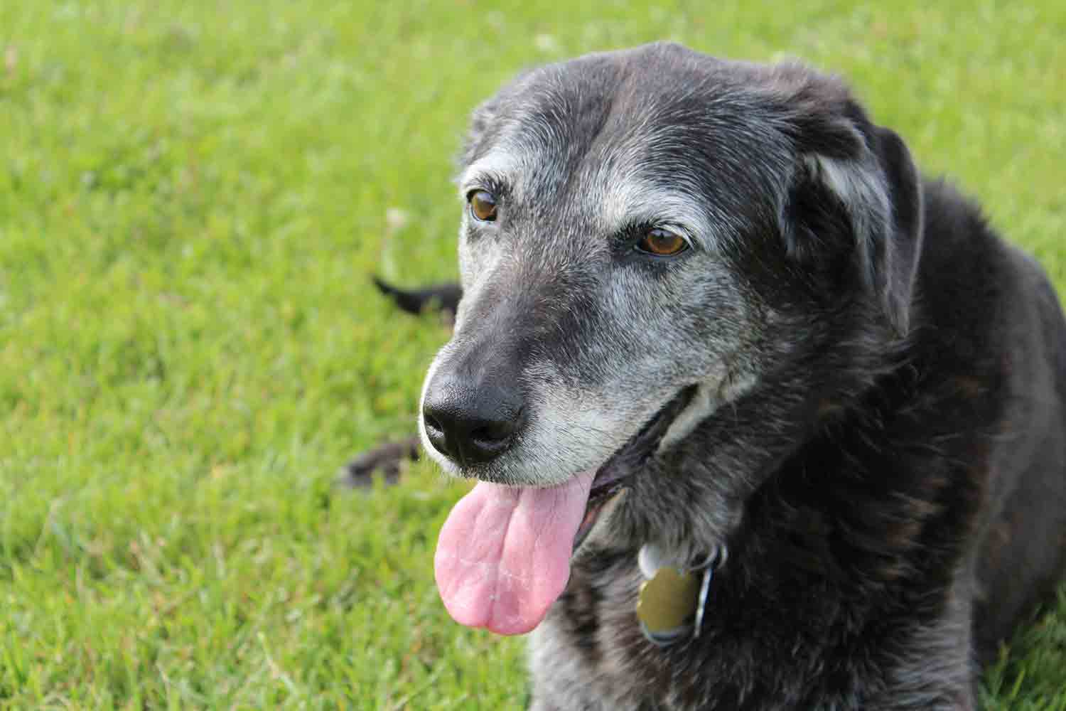 Senior dog