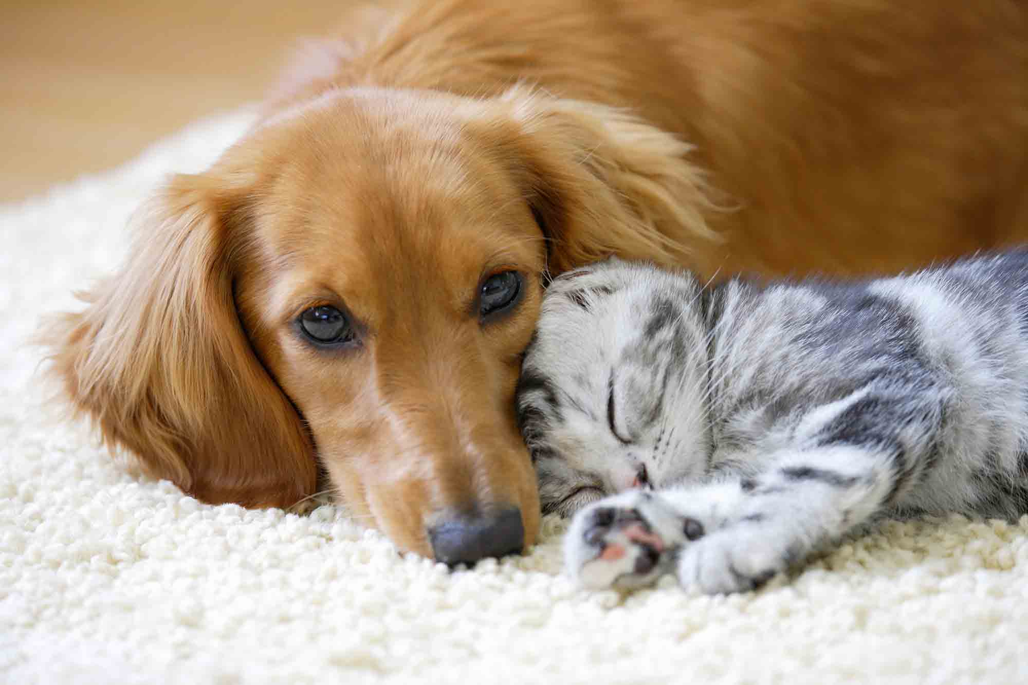 Puppy and kitten