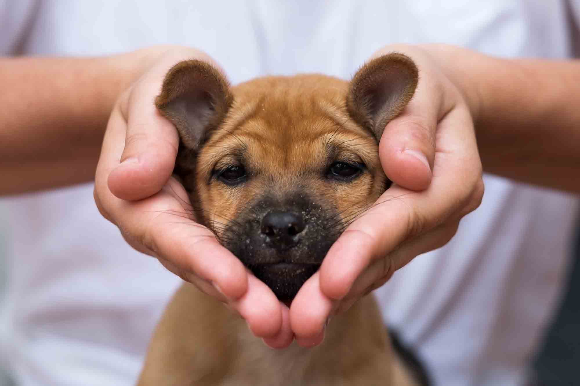 Girl holding puppy in her hands. His face is sad and looking like heart shape
