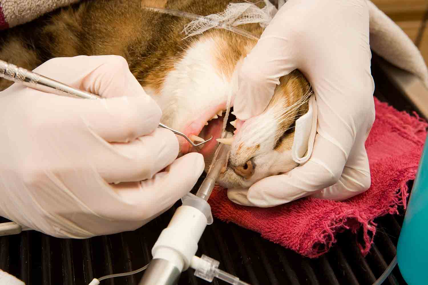 Anesthetized Cat Teeth Cleaning