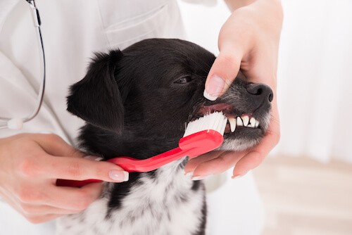 Dog getting teeth brushed