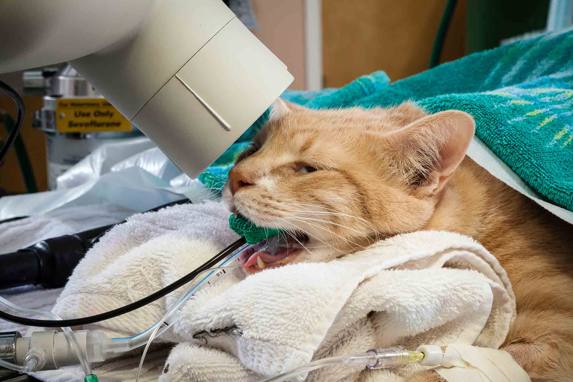 Dental Xrays