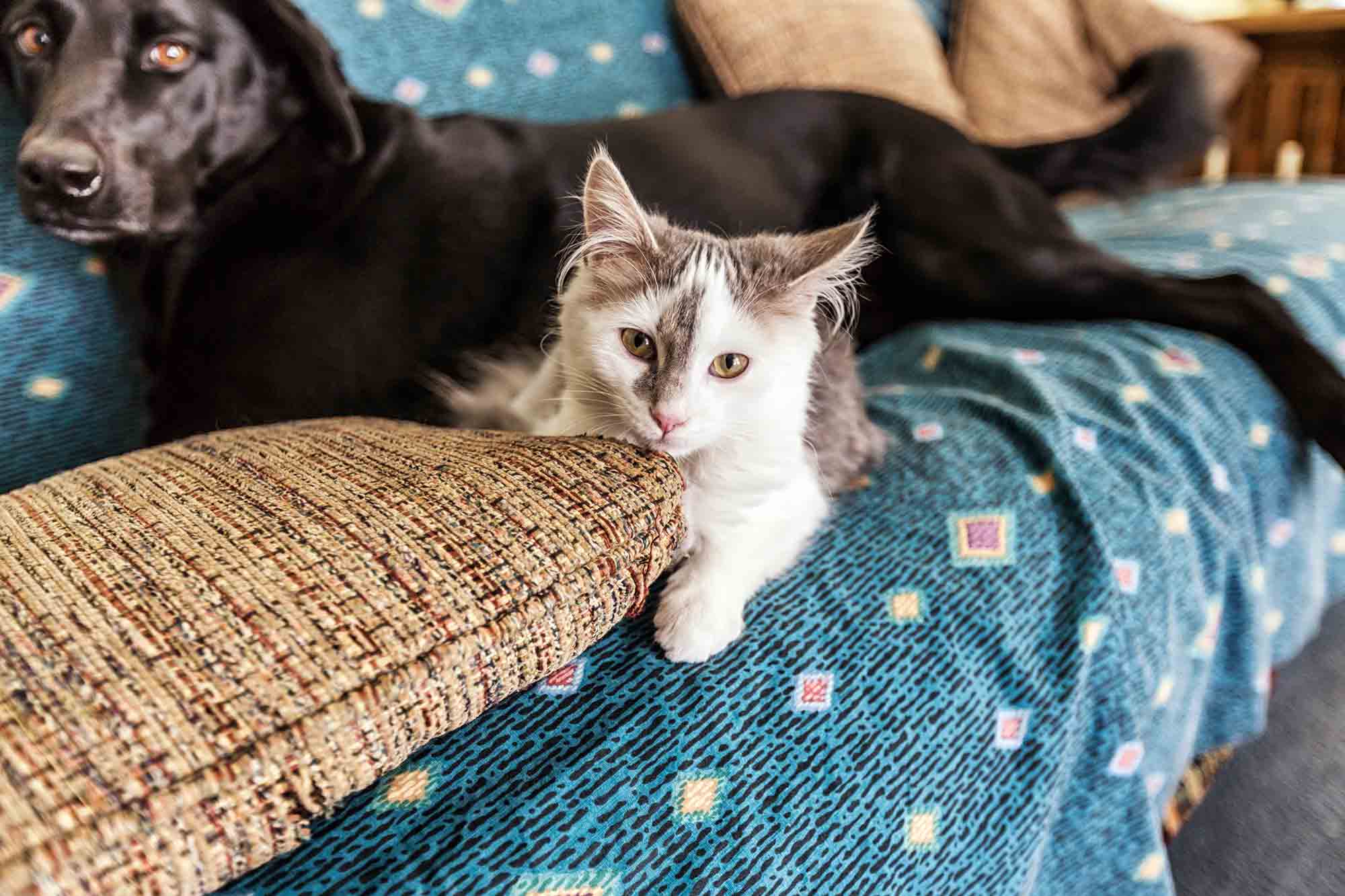 Kitten and Anxious Dog Lying on Couch Together