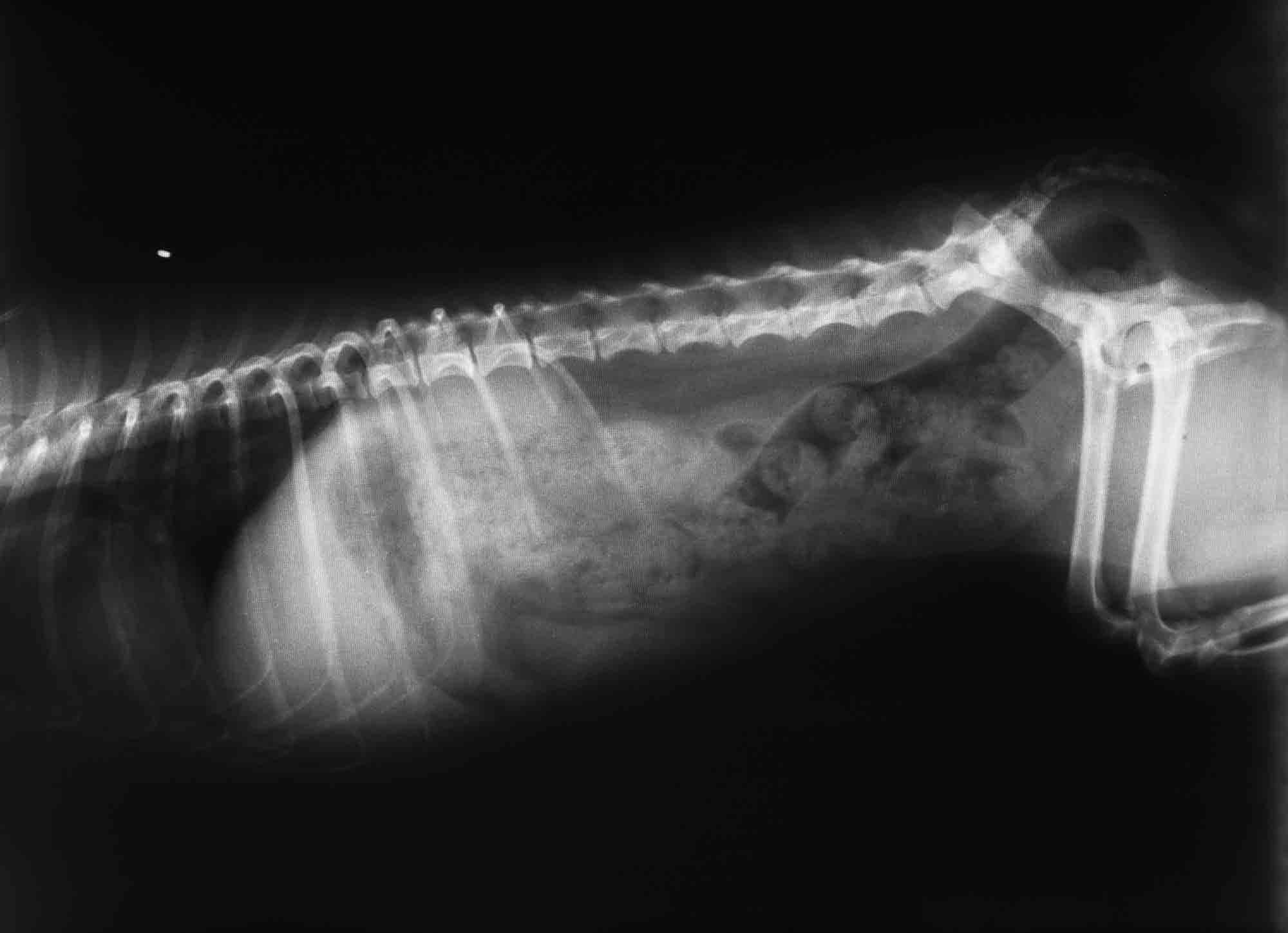 Canine Abdominal Radiograph