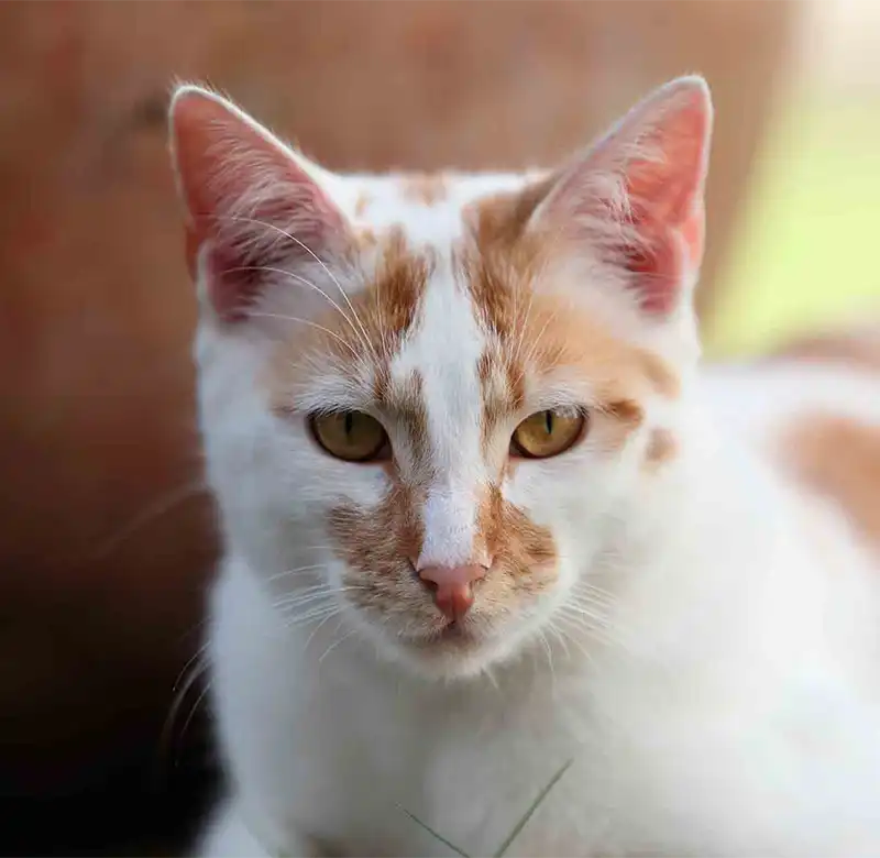 A cat outdoors