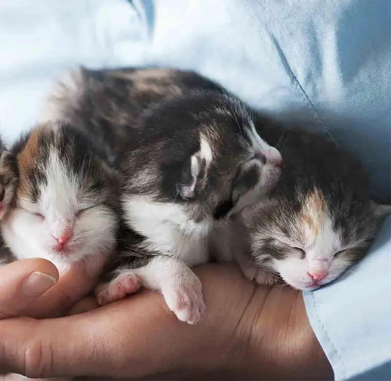 An armful of kittens