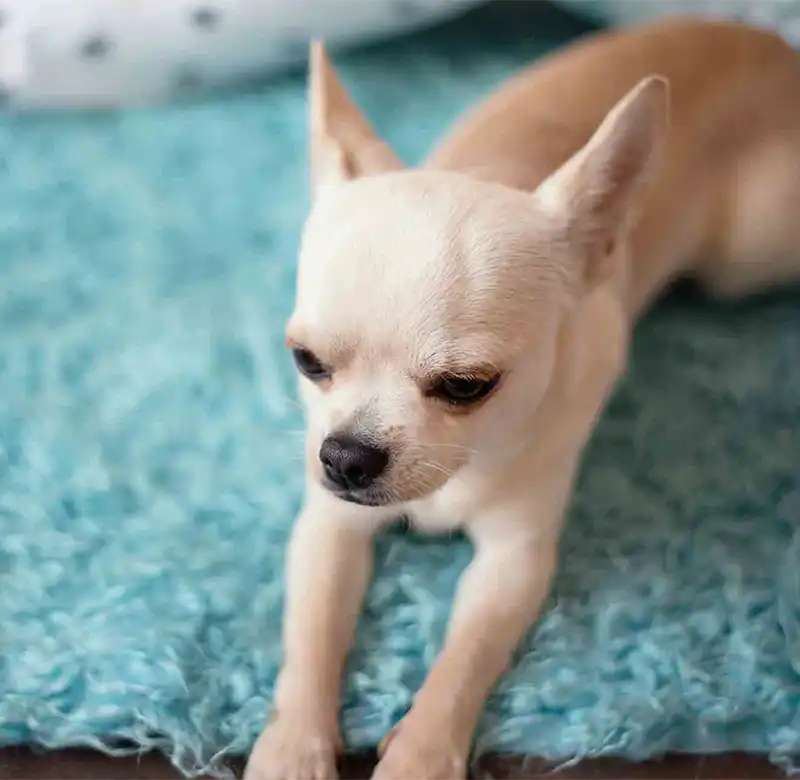 A chihuahua on the carpet